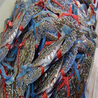 河源海鲜活体空运